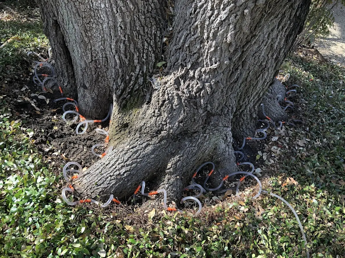 Detailed Tree Cabling and Bracing job site in Mead
