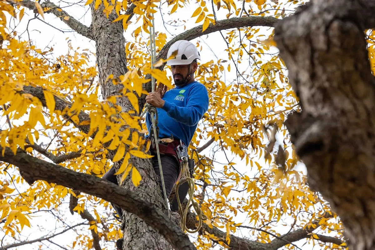Skilled Tree Trimming crew working in Mead